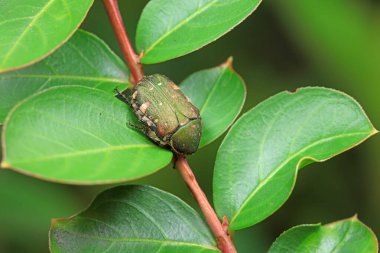 Coleoptera Chrysomelidae Böcekleri, Kuzey Çin