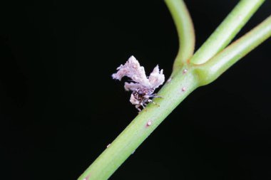 Kuzey Çin 'deki yabani bitkilerin üzerindeki Cicadellidae böcekleri.