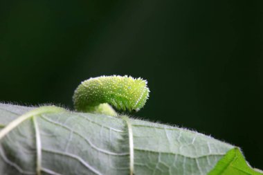 Lepidoptera larvaları vahşi doğada, Kuzey Çin