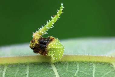Lepidoptera larvaları vahşi doğada, Kuzey Çin