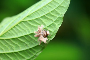 Kuzey Çin 'deki yabani bitkilerin üzerindeki Cicadellidae böcekleri.