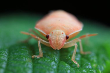 Vahşi doğada hemiptera böcekleri, Kuzey Çin
