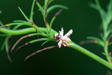 Kuzey Çin 'deki yabani bitkilerin üzerindeki Cicadellidae böcekleri.