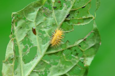 Kuzey Çin 'deki yabani bitkilerde uğur böcekleri