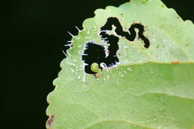 Kuzey Çin 'deki yabani bitkilerin üzerinde arı larvaları.