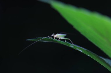 Kuzey Çin 'deki yabani bitkiler üzerine ağaç cırcırböceği