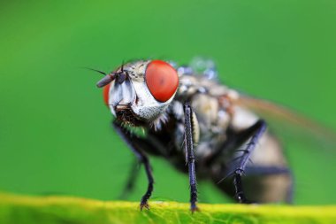 Flies on wild plants, North China clipart