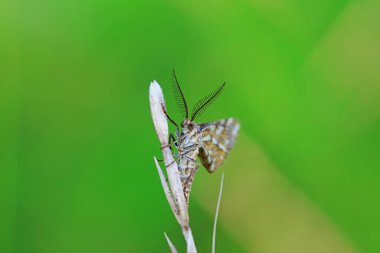 Lepidoptera böcekleri vahşi doğada, Kuzey Çin