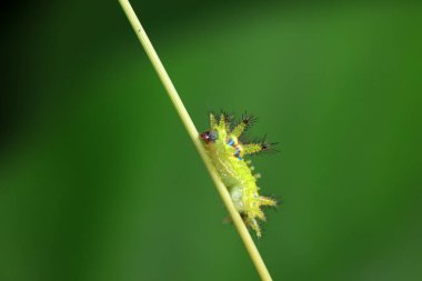 Lepidoptera larvaları vahşi doğada, Kuzey Çin