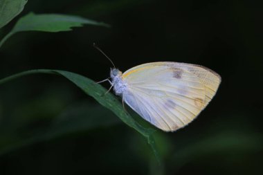 Lepidoptera böcekleri vahşi doğada, Kuzey Çin