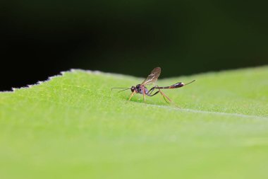 Kuzey Çin 'de yabani arı böcekleri