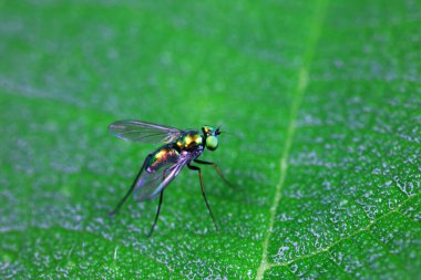 Kuzey Çin 'deki yabani bitkiler üzerindeki sinek.
