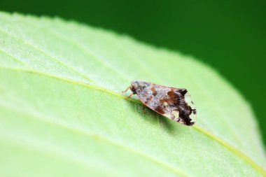 Kuzey Çin 'deki yabani bitkilerin üzerindeki Cicadellidae böcekleri.