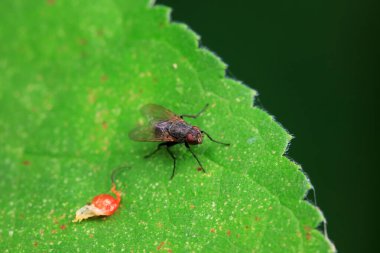 Flies on wild plants, North China clipart