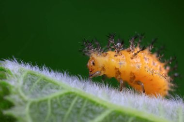 Kuzey Çin 'deki yabani bitkilerde uğur böcekleri