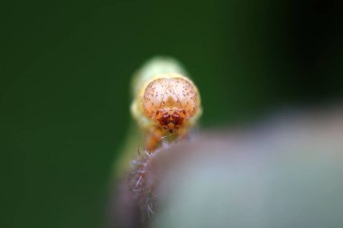 Lepidoptera larva larvası vahşi doğada, Kuzey Çin