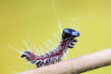 Lepidoptera larvaları vahşi doğada, Kuzey Çin