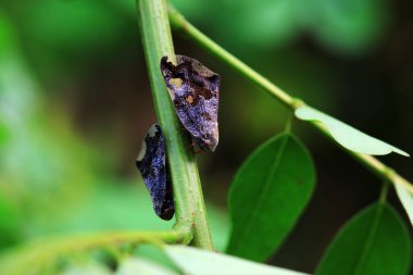 Kuzey Çin 'deki yabani bitkilerin üzerindeki Cicadellidae böcekleri.
