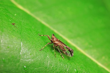 Kuzey Çin 'deki yabani bitkilerin üzerindeki Cicadellidae böcekleri.