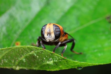 Kuzey Çin 'de yaprak biti sinekleri yiyor.