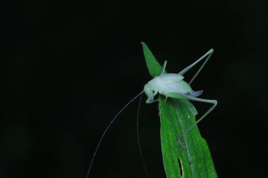Kuzey Çin 'de Katydid perileri.