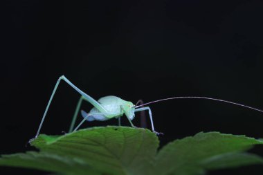 Kuzey Çin 'de Katydid perileri.
