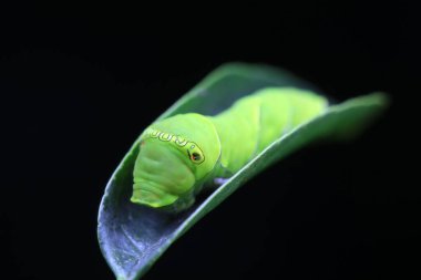Lepidoptera larvaları vahşi doğada, Kuzey Çin
