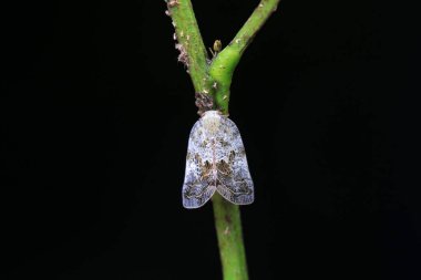 Kuzey Çin 'deki yabani bitkilerin üzerindeki Cicadellidae böcekleri.