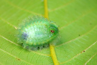 Lepidoptera larvaları vahşi doğada, Kuzey Çin