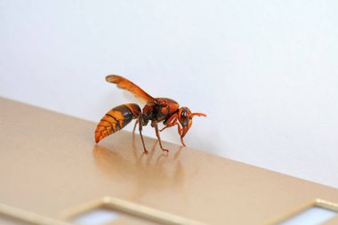 Kuzey Çin 'de yabani arı böcekleri