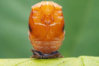 Kuzey Çin 'deki yabani bitkilerde uğur böcekleri