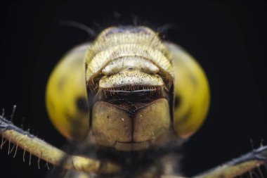 Kuzey Çin 'de yusufçuk yuvası gözü kapatın.