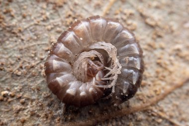 Kuzey Çin 'de diplopoda hayvan sınıfı.