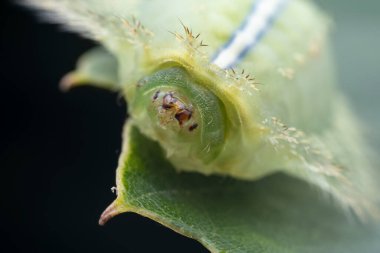 Lepidoptera larvaları vahşi doğada, Kuzey Çin