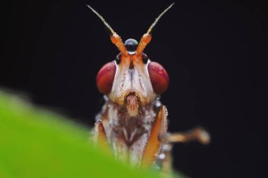 Kuzey Çin 'deki yabani bitkilerin üzerinde uçuyor.