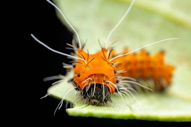 Lepidoptera larvaları vahşi doğada, Kuzey Çin