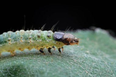 Lepidoptera larvaları vahşi doğada, Kuzey Çin