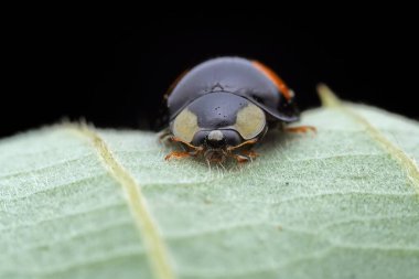 Kuzey Çin 'deki yabani bitkilerde uğur böcekleri