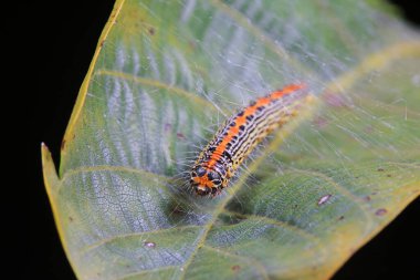 Lepidoptera larvae in the wild, North China clipart