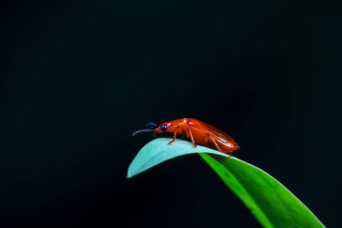 Karabidae böcekleri doğal halleriyle Kuzey Çin 'de.