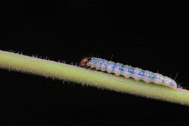 Lepidoptera larvaları vahşi doğada, Kuzey Çin