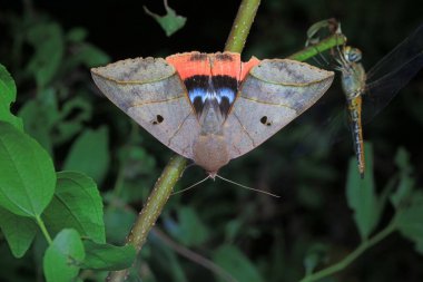 Lepidoptera insects in the wild, North China clipart