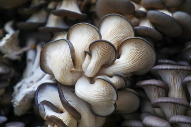 Üreme kulübesinde yenilebilir mantarlar, Kuzey Çin