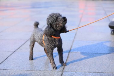 Parktaki gri evcil köpek, Kuzey Çin