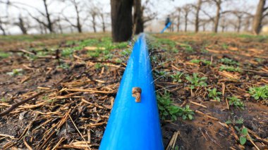 Mavi bir su torbasında sürünen bir salyangoz. Çiftçiler Kuzey Çin 'deki bir çiftlikte armut bahçesini sularlar.