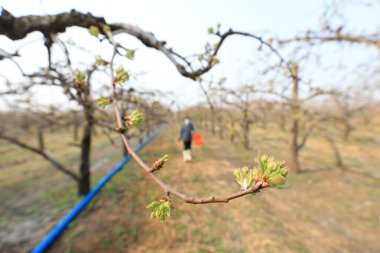 Bir dişi çiftçi, Kuzey Çin 'deki bir armut bahçesinde armut ağaçlarıyla ilgilenir.