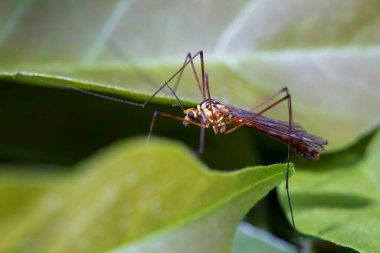 Yabani böcekler, yakın plan fotoğraflar, Kuzey Çin