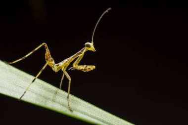 Kuzey Çin 'in yumurtadan çıkan peygamber devesi.