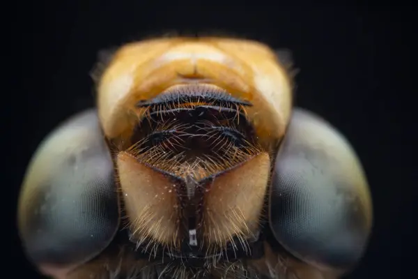 stock image Close up of dragonfly compound eye, North China