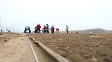 LUANNAN COUNTY, Çin - 12 Nisan 2021: çiftçiler çiftliklerine pirinç filizleme tepsileri yerleştirdiler.